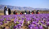 افزایش 35 درصدی تولید طلای سرخ در کرمانشاه