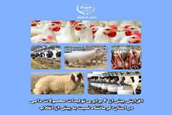 افزایش بیش از 4 برابری تولیدات محصولات دامی در استان کرمانشاه نسبت به پیش از انقلاب