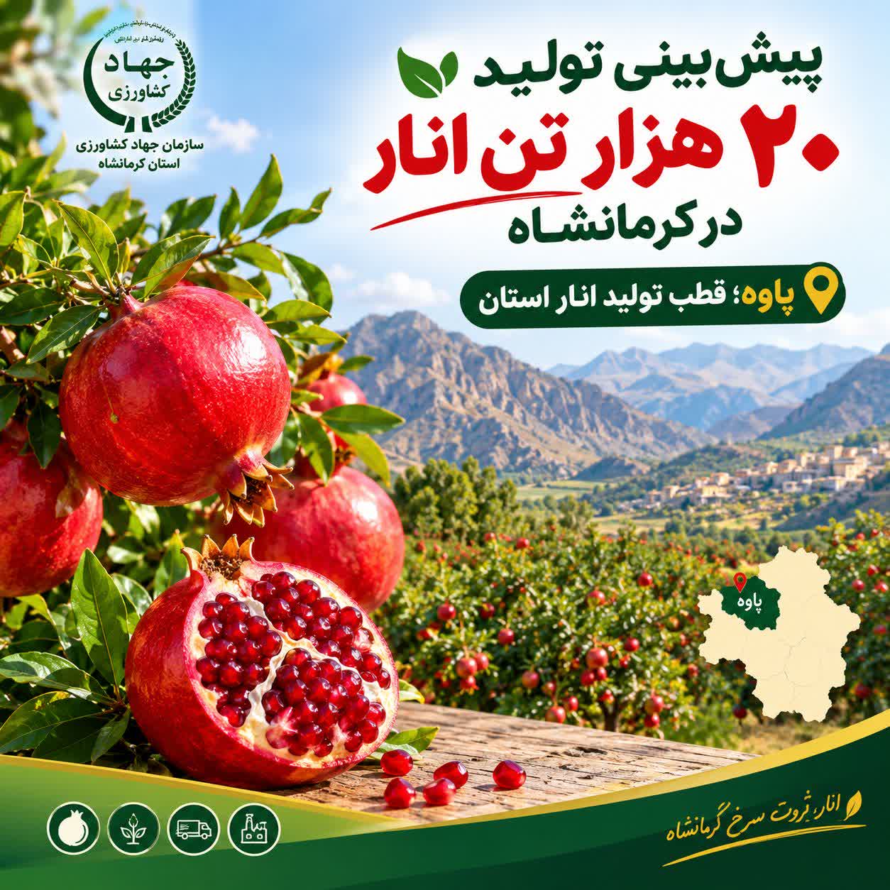 پیش‌بینی تولید ۲۰ هزار تن انار در کرمانشاه؛ پاوه قطب تولید انار استان