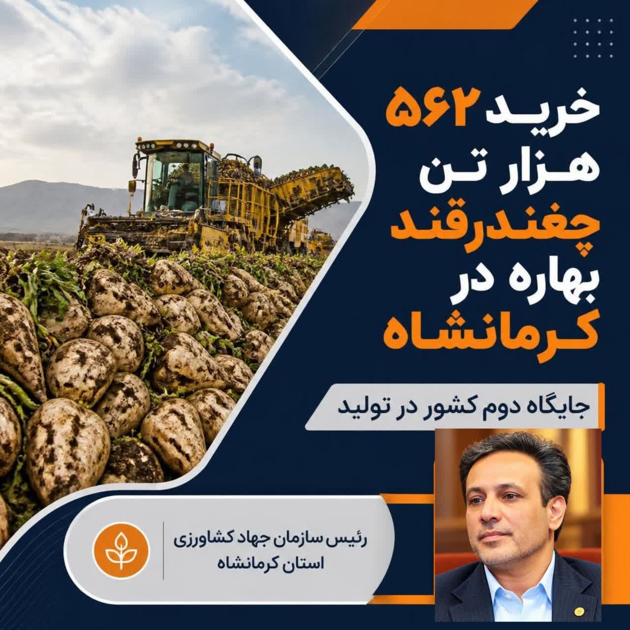  خرید ۵۶۲ هزار تنی چغندرقند بهاره در کرمانشاه تا به امروز / جایگاه دوم کشور در تولید