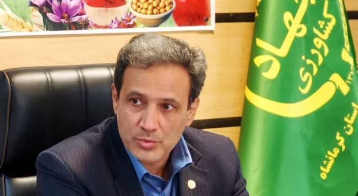 مزارع زعفران استان سالانه ۱۰۰ هکتار توسعه می‌یابد