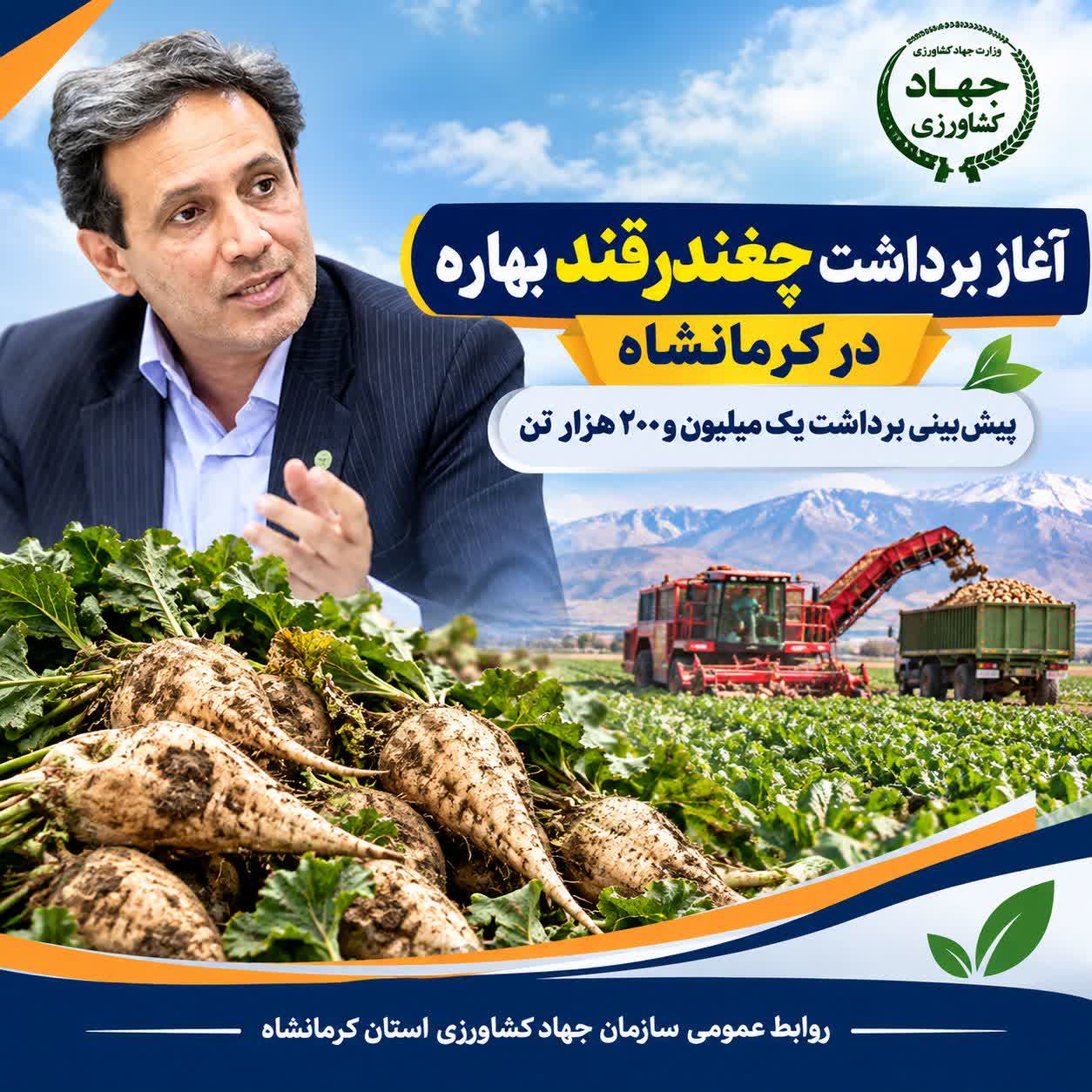 آغاز برداشت چغندرقند بهاره در کرمانشاه/ پیش‌بینی برداشت بیش از یک میلیون و ۲۰۰ هزار تن